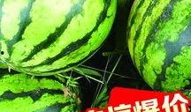 定州大瓜爆料视频,一场引人入胜的真相大曝光